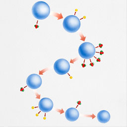 具有α衰变的原子核，一般都是哪种？